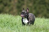 BOULEDOGUE FRANCAIS 1000